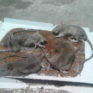 Dịch vụ diệt chuột 
