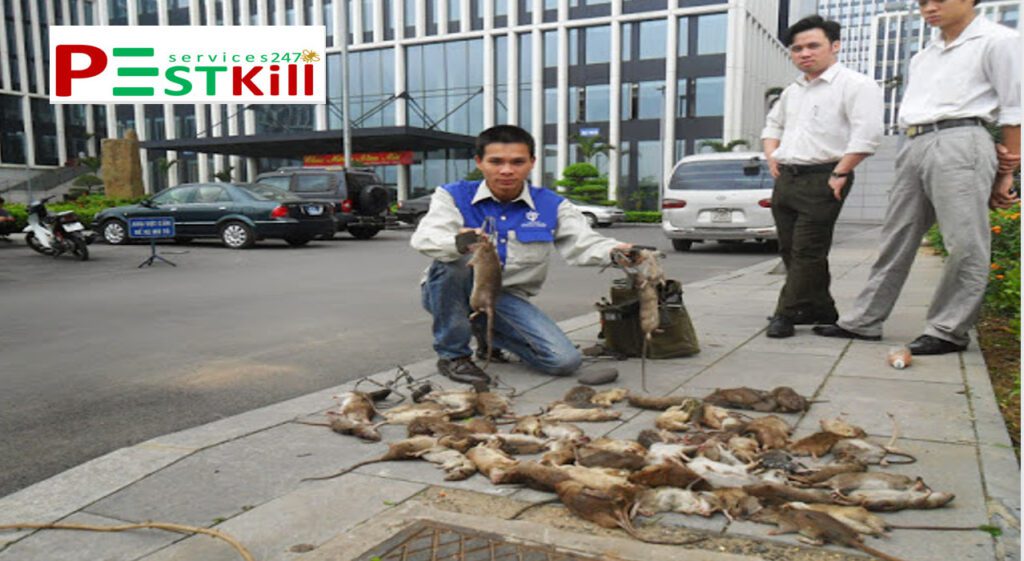 Dịch vụ diệt chuột