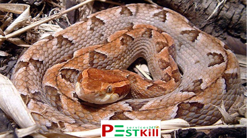 Dịch vụ bắt rắn tại nhà khẩn cấp chuyên nghiệp tại thành phố Hồ Chí Minh - Pest Kill 247 6 Dịch vụ bắt rắn