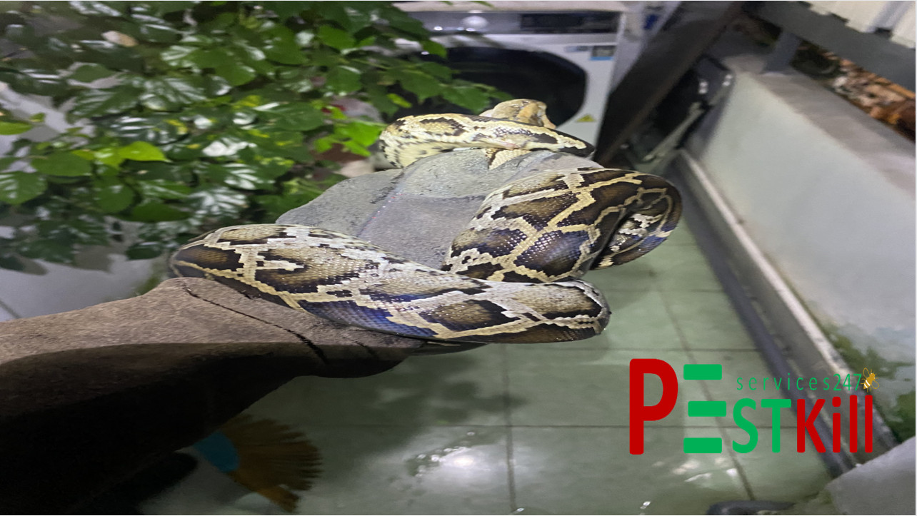 Dịch vụ bắt trăn