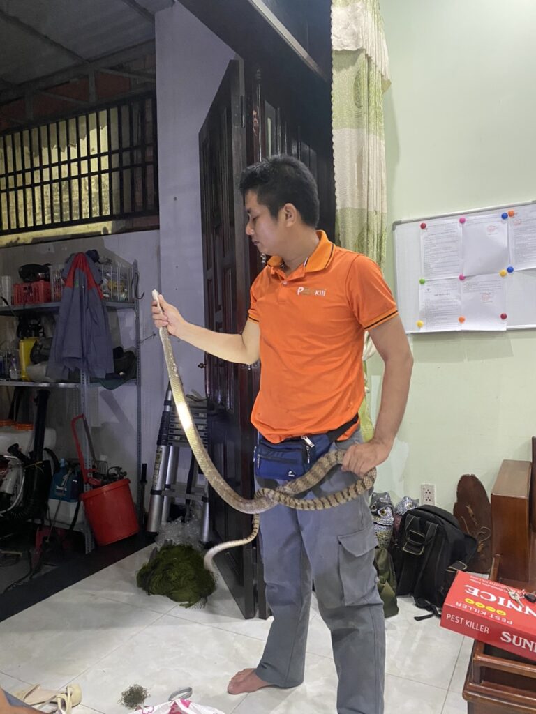 Dịch Vụ Bắt Rắn Chuyên Nghiệp, Kiểm Soát Rắn Hiệu Quả Pest Kill 247