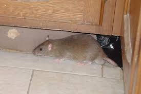 Tẩy keo dính chuột