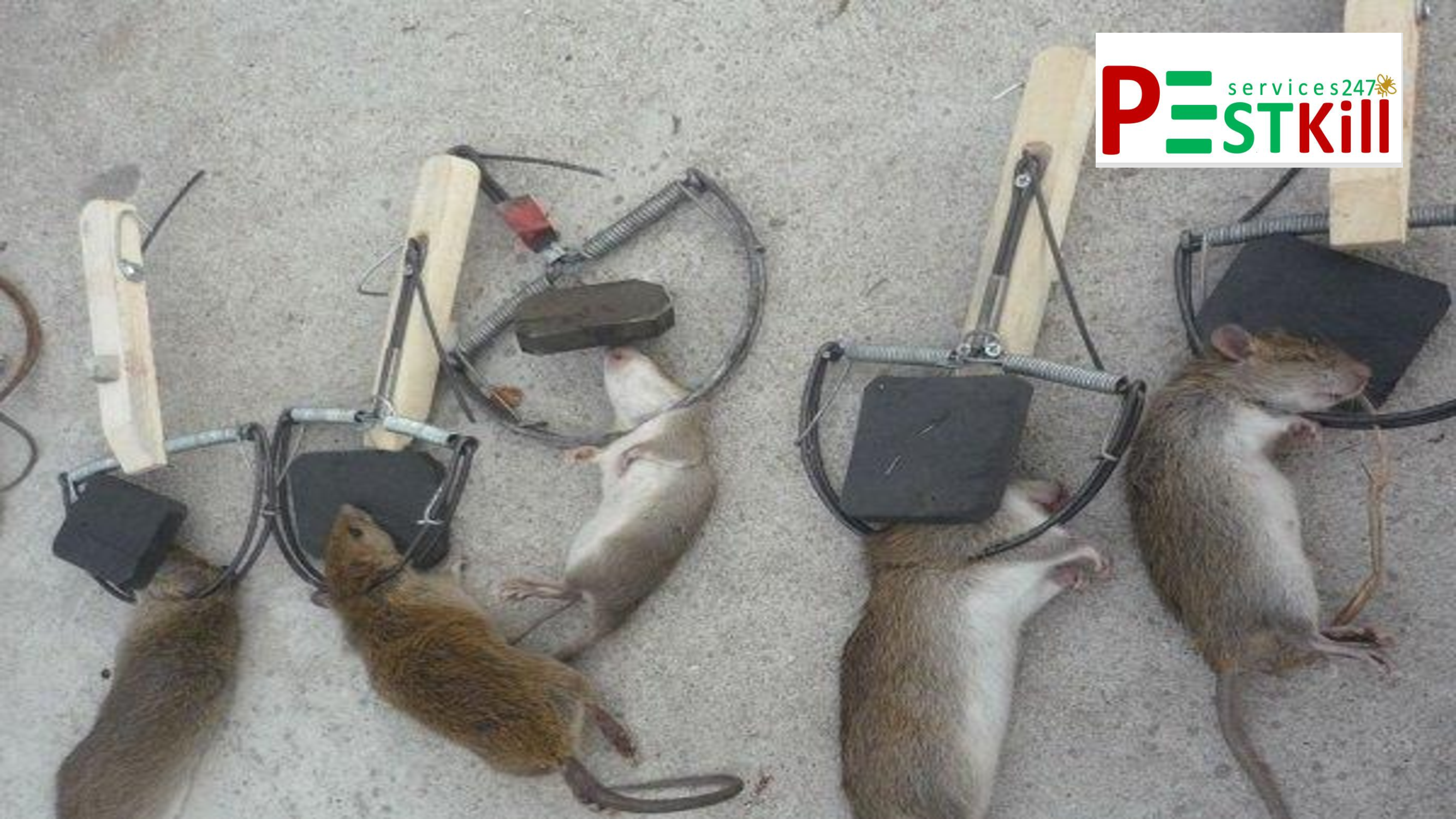 dịch vụ diệt chuột tại đồng nai