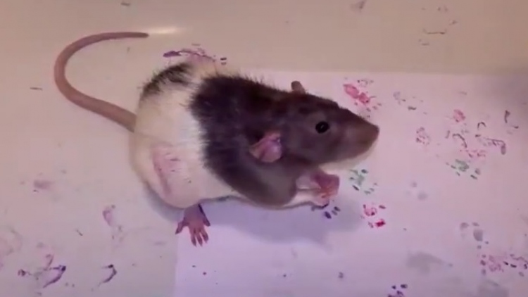 Cách đuổi chuột