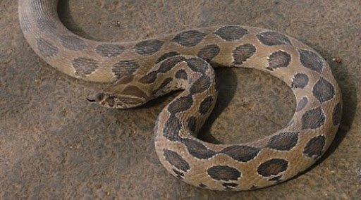 Dịch vụ bắt rắn tại nhà khẩn cấp chuyên nghiệp tại thành phố Hồ Chí Minh - Pest Kill 247 3 con nưa