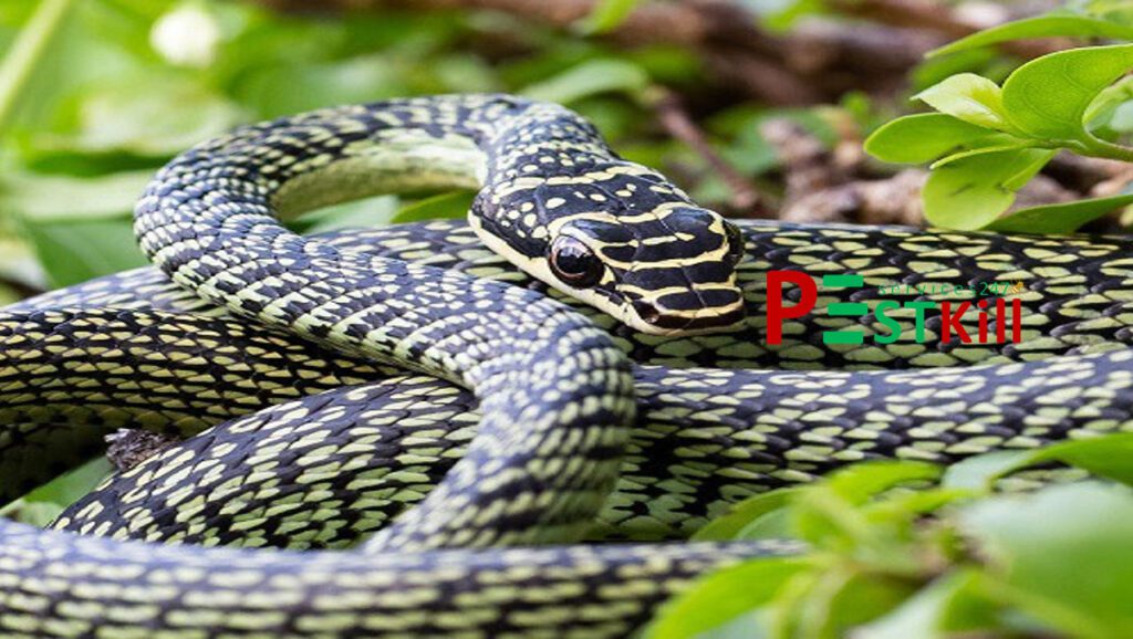 Rắn cườm là gì? Có độc không? Cách nhận biết rắn cườm