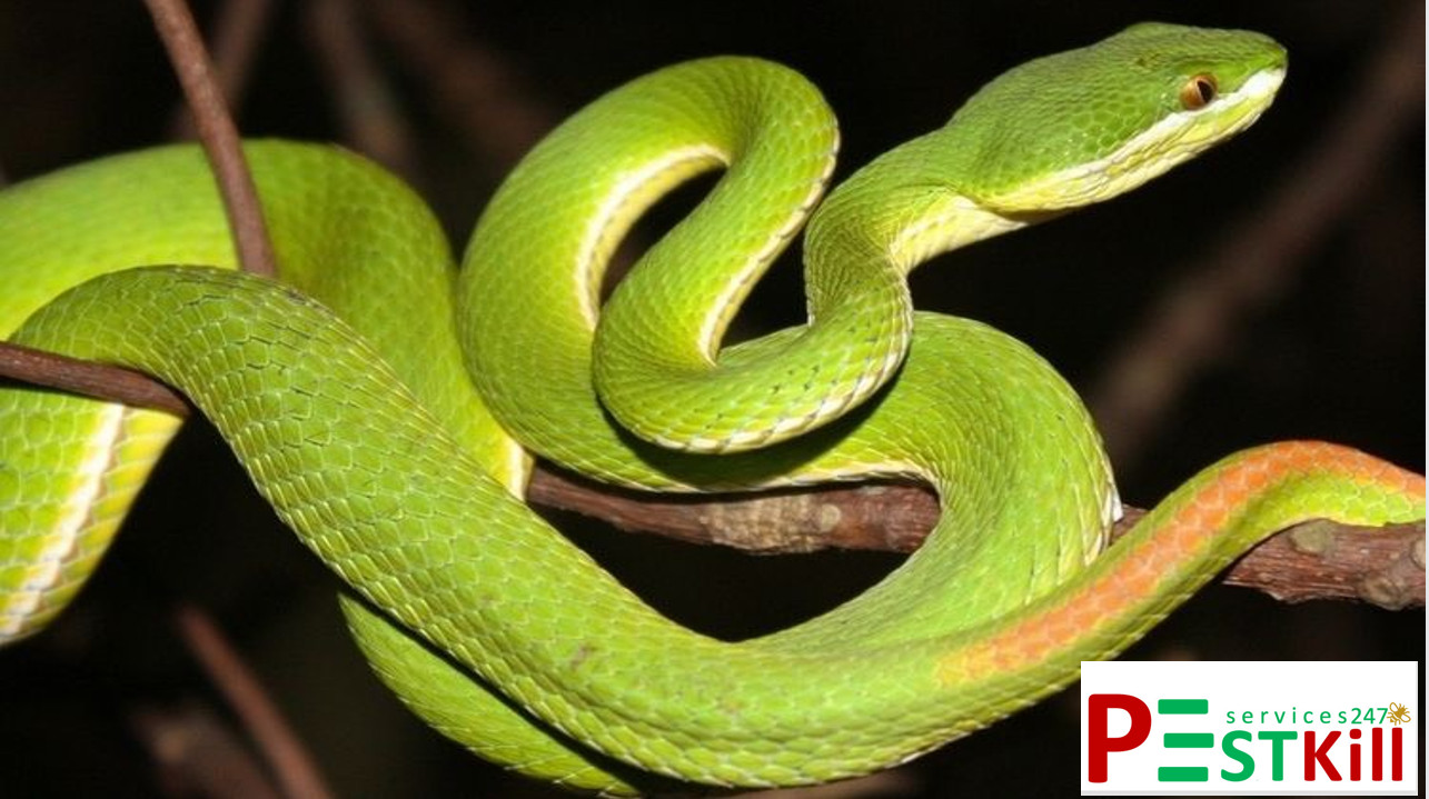 Rắn lục đuôi đỏ là con gì? Có độc không? Cách phân biệt với loài khác 4 Rắn cắn chân vịt