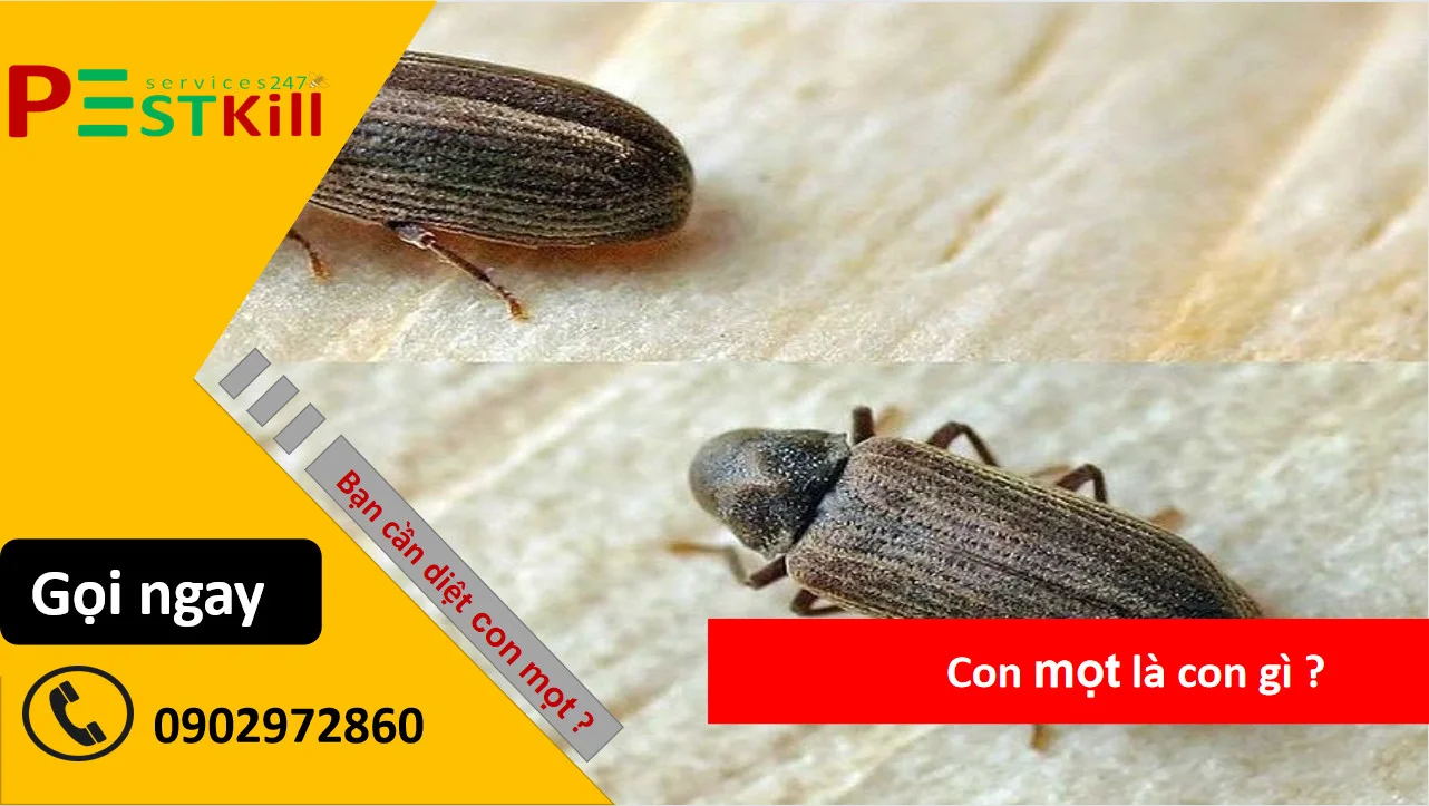 Pest Kill 247 là công ty cung cấp dịch vụ diệt côn trùng uy tín