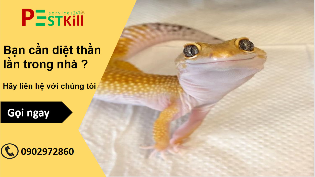 Thạch sùng(thằn lằn) là con gì? Có hại hay có lợi ? - Pest Kill 247 1 Thạch sùng