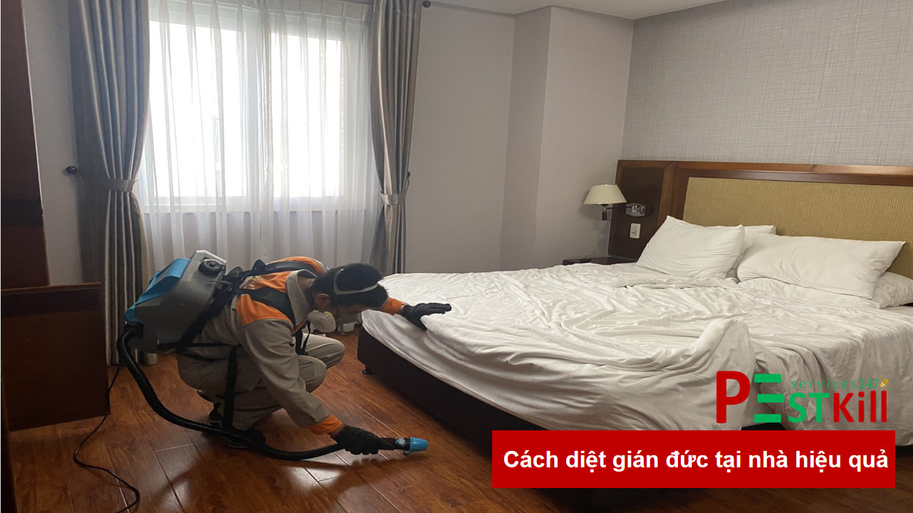 Gián đức là con gì ? Cách diệt gián đức tận gốc tại nhà, chung cư hiệu quả 1 Cách diệt gián đức