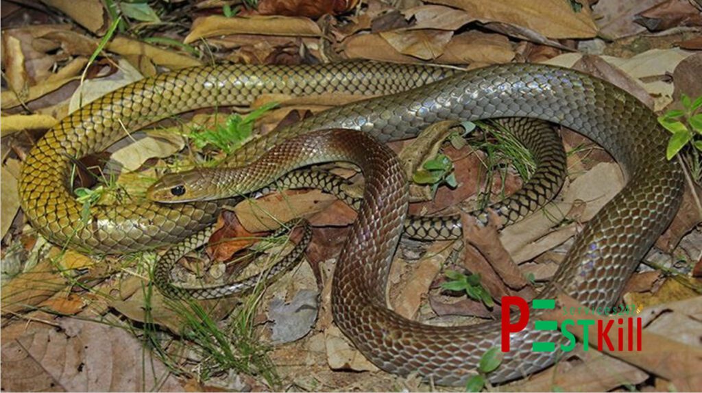Rắn nước là rắn gì ? Loài nào có độc, loài nào không có độc? Pest Kill 247