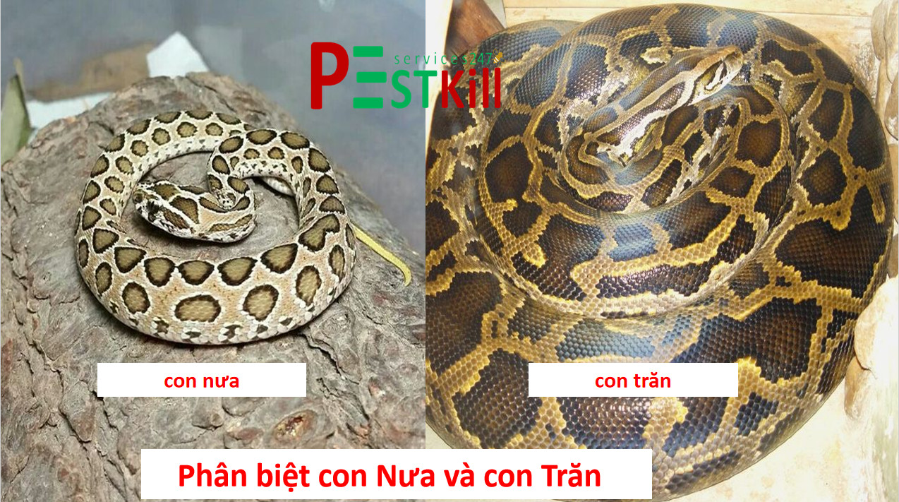 phân biệt con nưa và con trăn