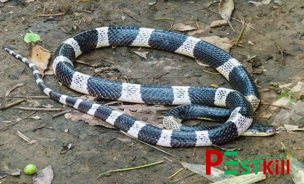 Rắn cạp nia là rắn gì? Chúng nguy hiểm ra sao? Cách xử lý khi bị cắn 3 cạp nia