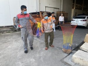 Bắt mèo hoang
