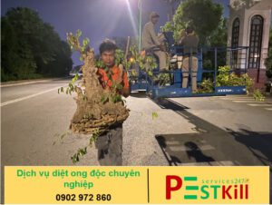 Dịch vụ diệt ong độc chuyên nghiệp