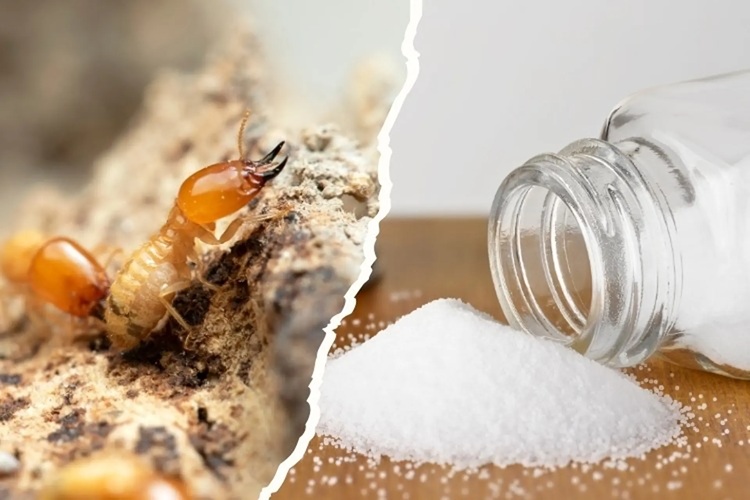 Các cách diệt mối bằng muối an toàn, cách làm đơn giản 25 Tìm hiểu cách diệt mối bằng muối cùng Pest Kill 247