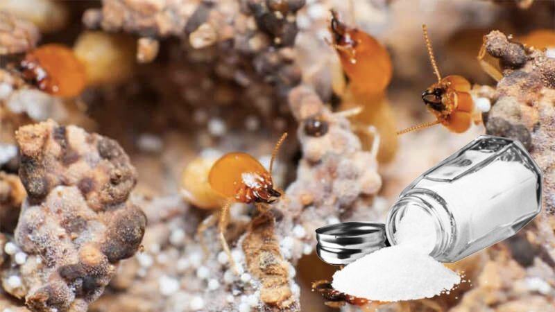 Con mối sợ nhất gì? Cách diệt mối bằng phương pháp dân gian 2 moi-so-gi-nhat-03