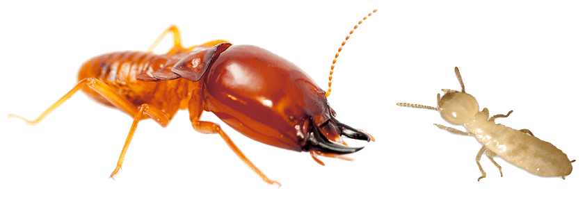 ảnh dịch vụ diệt mối pest kill 247