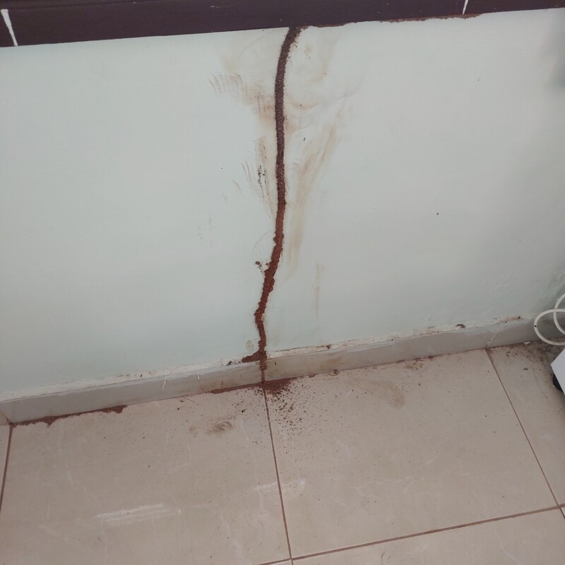 Con mối đất là gì? Hướng dẫn diệt mối đất chi tiết 2 Ống mối là dấu hiệu đặc trưng nhất để nhận biết mối đất