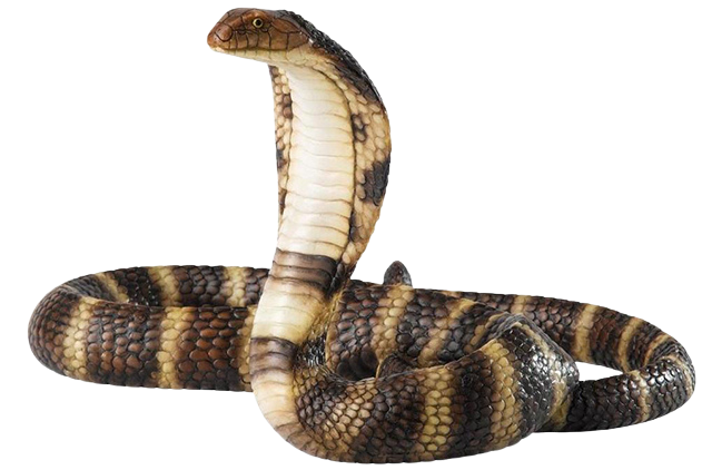 ảnh dịch vụ bắt rắn pest kill 247