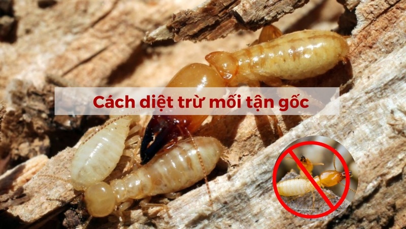 Mối gỗ khô là gì? Cách diệt mối gỗ khô hiệu quả bất ngờ 7 moi go kho 04