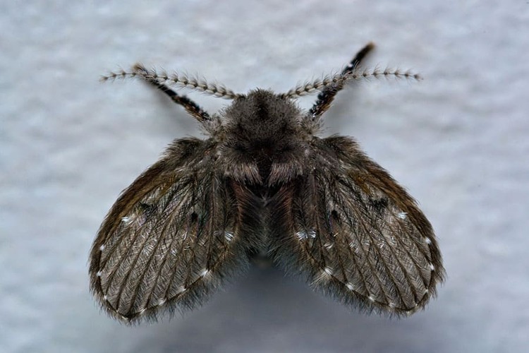 cach-diet-ruoi-canh-buom-02