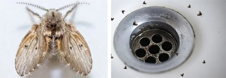 cach-diet-ruoi-canh-buom-05