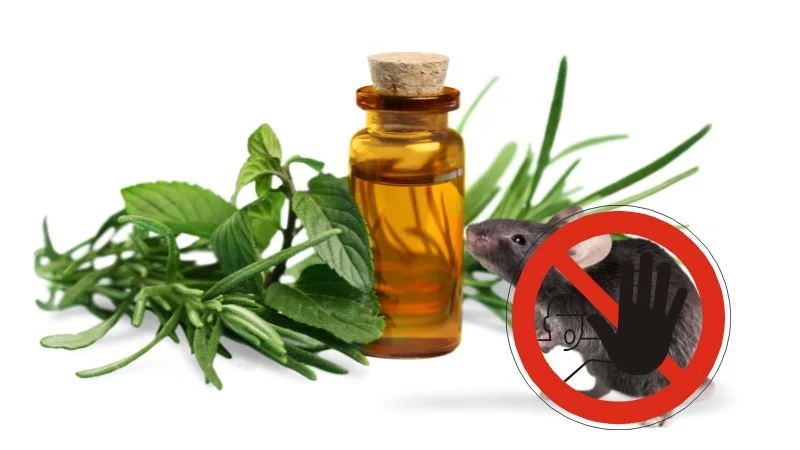 Cách đuổi chuột trên trần nhà bằng nhựa, thạch cao dễ dàng 2 Có thể kết hợp với tinh dầu để tăng hiệu quả đuổi chuột trên trần nhà