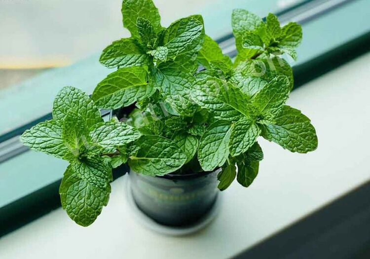 5 loại cây đuổi ruồi hiệu quả, dễ trồng, làm đẹp không gian sống 2 Cây bạc hà đuổi ruồi
