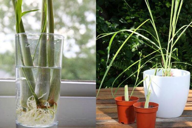 5 loại cây đuổi ruồi hiệu quả, dễ trồng, làm đẹp không gian sống 4 Cây xả có khả năng đuổi ruồi