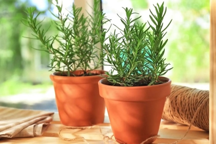 5 loại cây đuổi ruồi hiệu quả, dễ trồng, làm đẹp không gian sống 6 Cây hương thảo đuổi ruồi