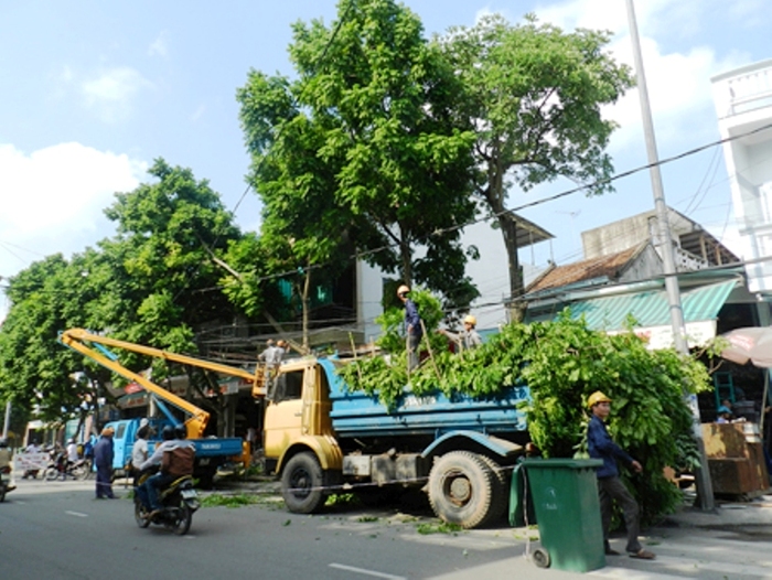Dịch vụ chặt cây, cắt tỉa cây xanh uy tín, chuyên nghiệp tại TpHCM 1 Pest Kill 247 cung cấp dịch vụ chặt, cắt tỉa cây xanh