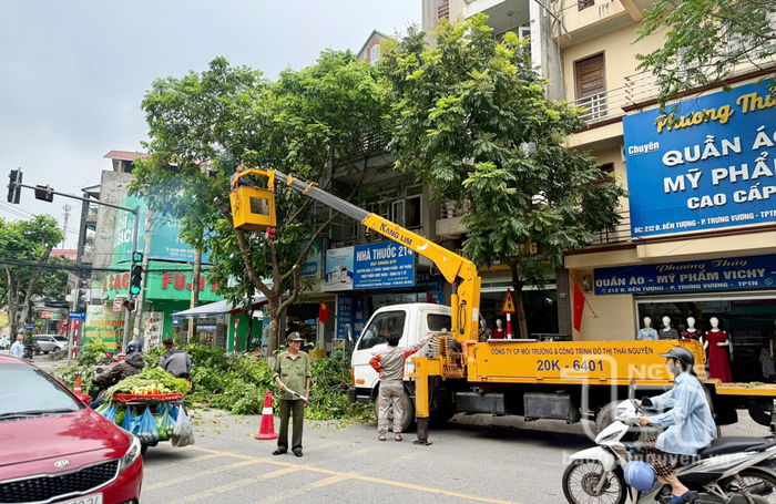 Dịch vụ chặt cây, cắt tỉa cây xanh uy tín, chuyên nghiệp tại TpHCM 5 Tiến hạn thi công cắt tỉa cây xanh