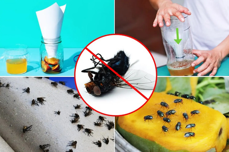 Tìm hiểu cách diệt ruồi giấm đơn giản ngay tại nhà