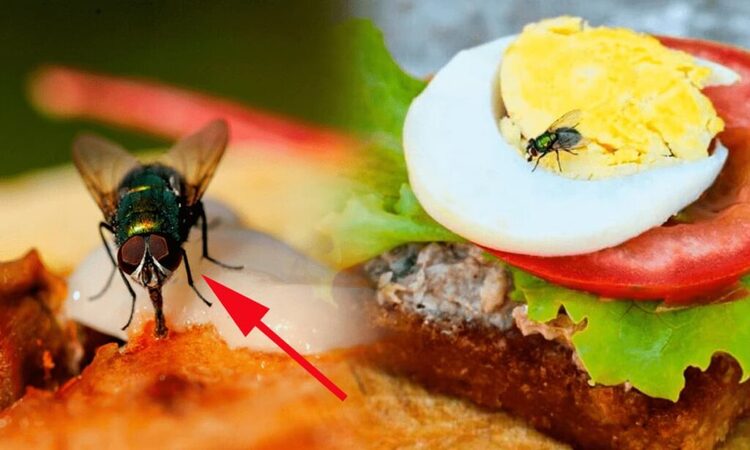 Cách đuổi ruồi cho quán ăn hiệu quả, đảm bảo an toàn 1 duoi-ruoi-quan-an-01