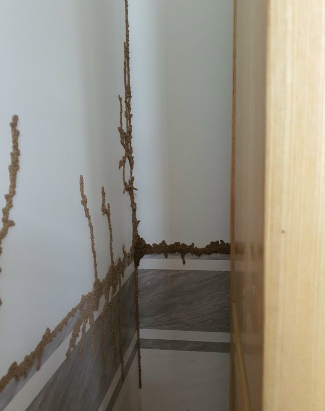Mối có ăn được bê tông không? Sự thật đáng lo ngại và cách xử lý 1 moi-an-be-tong-duoc-khong-02