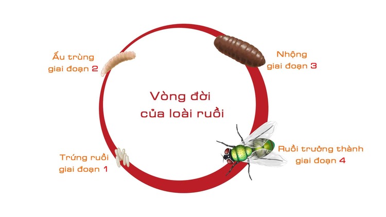 Vòng đời của ruồi: Tuổi thọ & các giai đoạn phát triển 1 Vòng đời của ruồi chia làm 4 giai đoạn