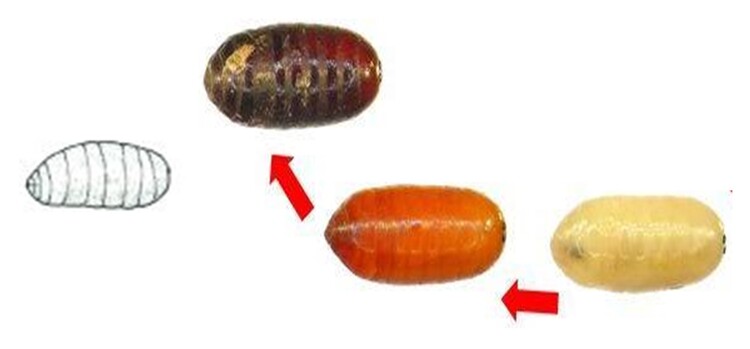 Vòng đời của ruồi: Tuổi thọ & các giai đoạn phát triển 3 Giai đoạn nhộng ruồi