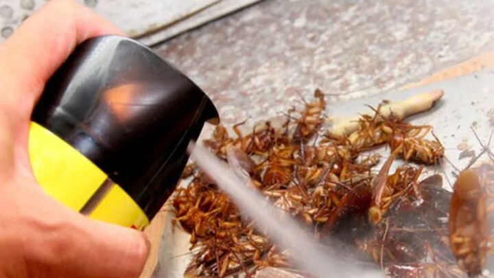 Cách diệt gián, đuổi gián khỏi nhà tận gốc ai cũng làm được 5 Thuốc diệt gián chuyên dụng là biện pháp mạnh hơn để diệt gián hiệu quả