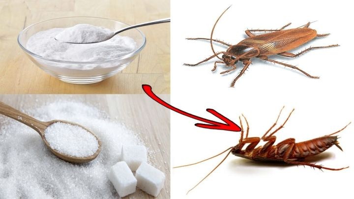 Cách diệt gián, đuổi gián khỏi nhà tận gốc ai cũng làm được 4 Backing soda là nguyên liệu diệt gián hiệu quả