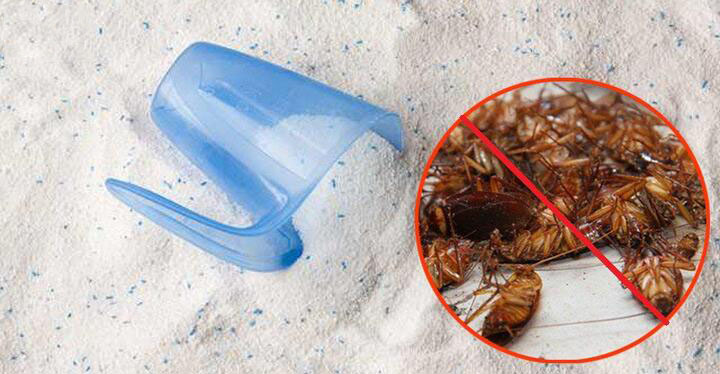Bột giặt có thể diệt gián hiệu quả chỉ với vài bước cơ bản