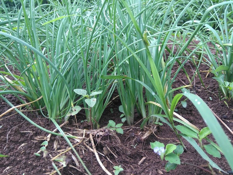 ran-so-cay-gi-nhat-03