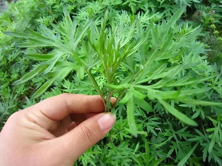 ran-so-cay-gi-nhat-05