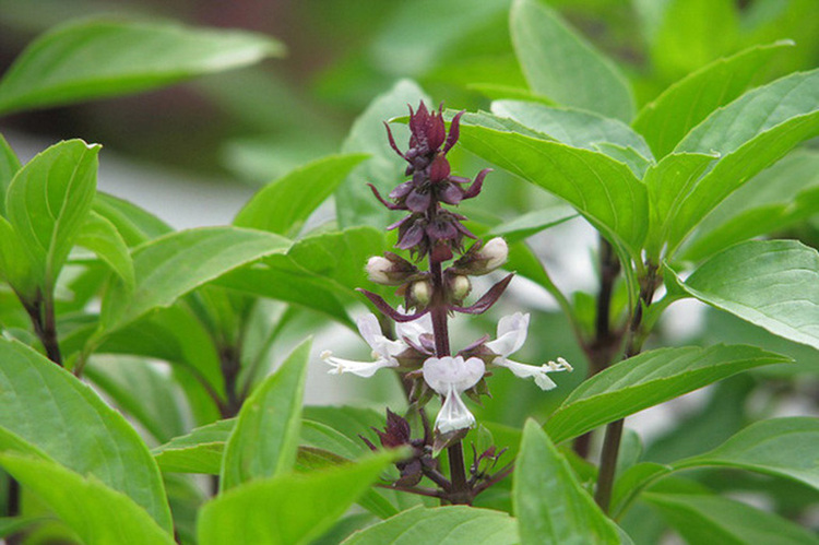 ran-so-cay-gi-nhat-06