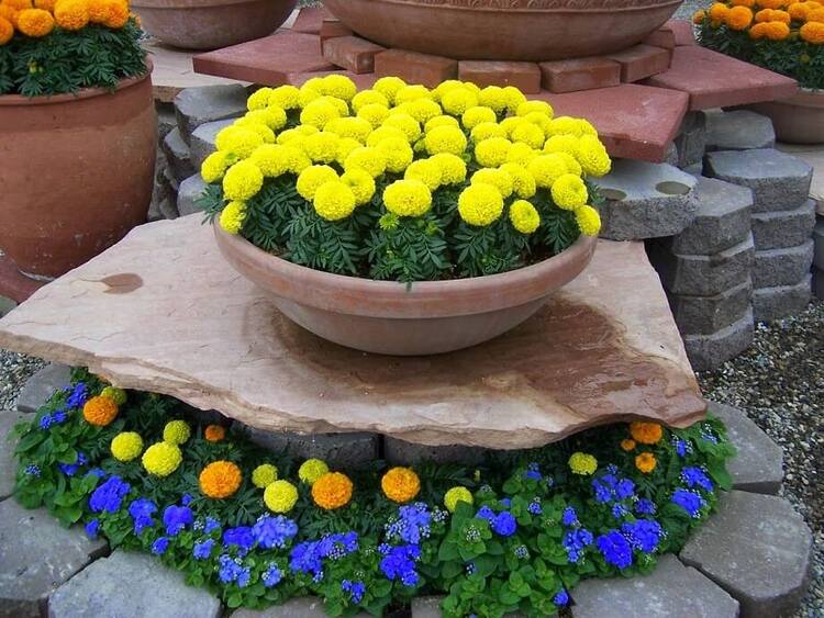 ran-so-cay-gi-nhat-07