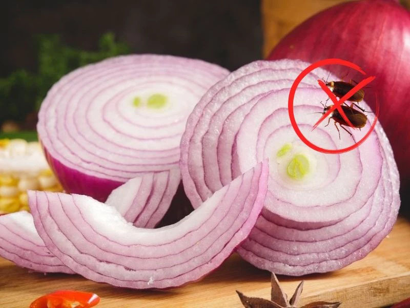 Cách đuổi gián bằng hành tây, mẹo dân gian hiệu quả bất ngờ! 2 Đặt trực tiếp lát hành tây ở khu vực gián hay qua lại