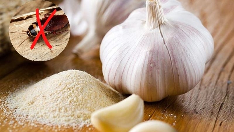 Cách đuổi gián trong nhà tắm, nhà vệ sinh đơn giản mà hiệu quả bất ngờ 2 cach-duoi-gian-trong-nha-ve-sinh-nha-tam-02