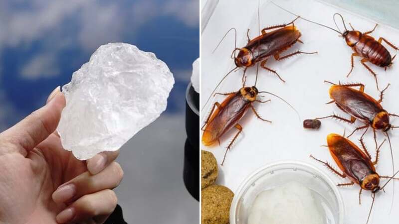 Cách đuổi gián trong nhà tắm, nhà vệ sinh đơn giản mà hiệu quả bất ngờ 3 cach-duoi-gian-trong-nha-ve-sinh-nha-tam-03