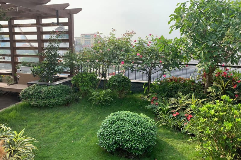 Dịch vụ cắt tỉa cây cảnh chuyên nghiệp, đúng kỹ thuật, thẩm mỹ 2 dich-vu-cat-tia-cay-canh-01