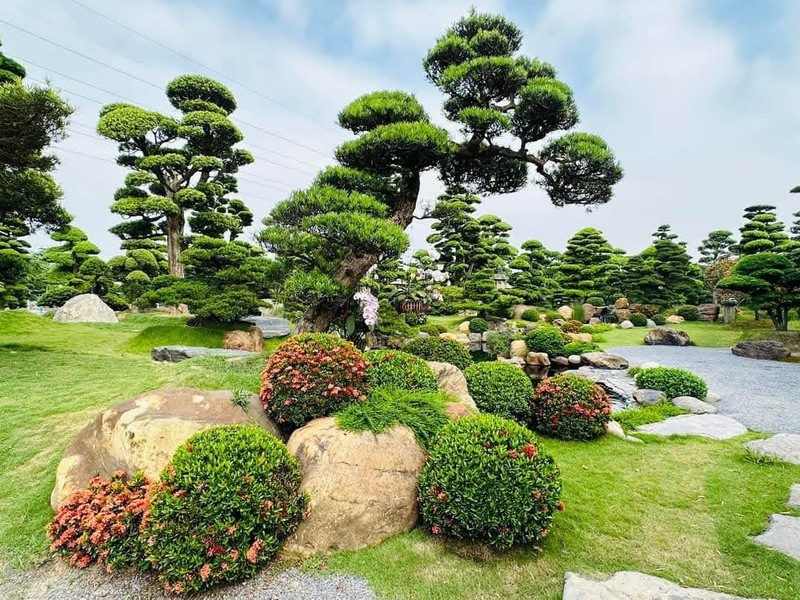 Dịch vụ cắt tỉa cây cảnh chuyên nghiệp, đúng kỹ thuật, thẩm mỹ 5 dich-vu-cat-tia-cay-canh-06